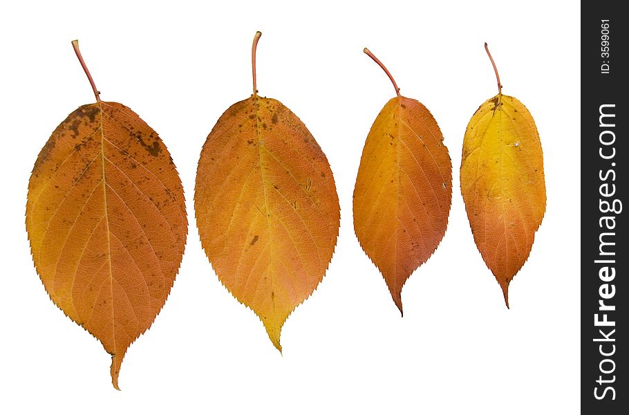 Four orange autumn leaves arranged as if they are hanging from the top of the photo. Four orange autumn leaves arranged as if they are hanging from the top of the photo