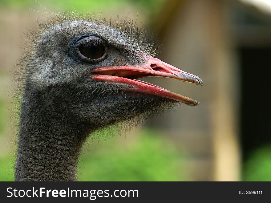 Head of the dark grey ostrich with opened beak. Head of the dark grey ostrich with opened beak