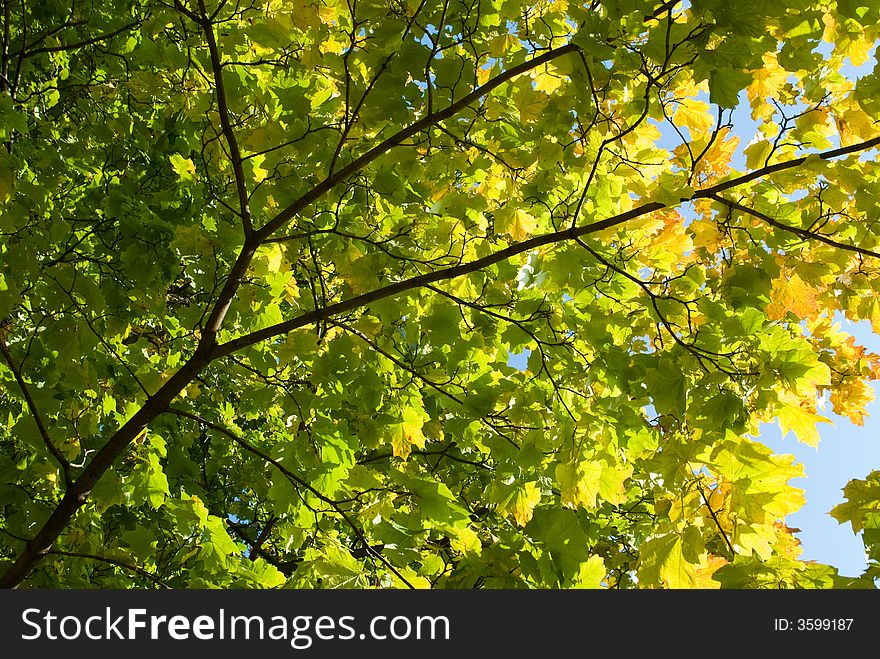 Green and yellow leaves at early autumn. Green and yellow leaves at early autumn