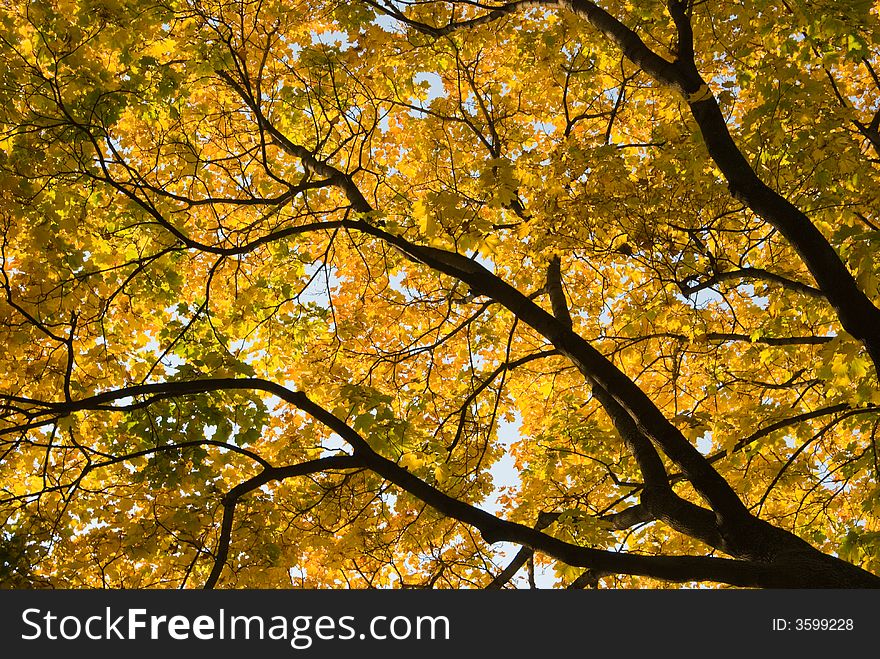 Golden autumn leaves on trees. Golden autumn leaves on trees