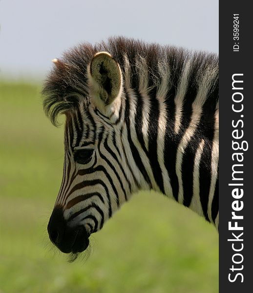 Zebra foal portrait taken in a private game reserve.