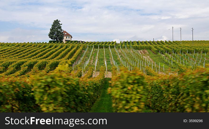 Vineyard  from Switzerland near Geneva lake