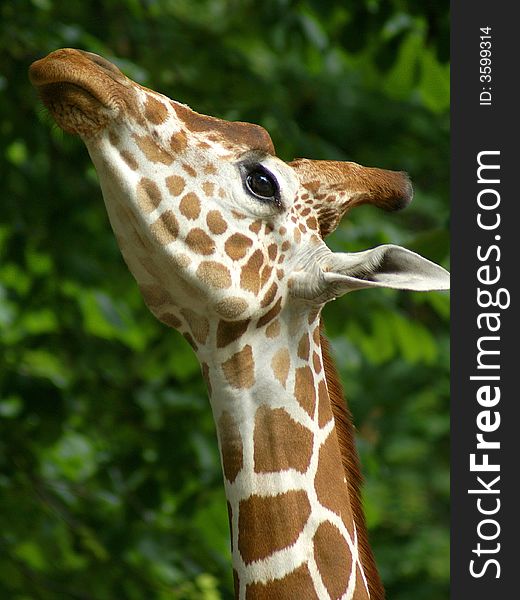 Portrait of eating giraffa on a green background
