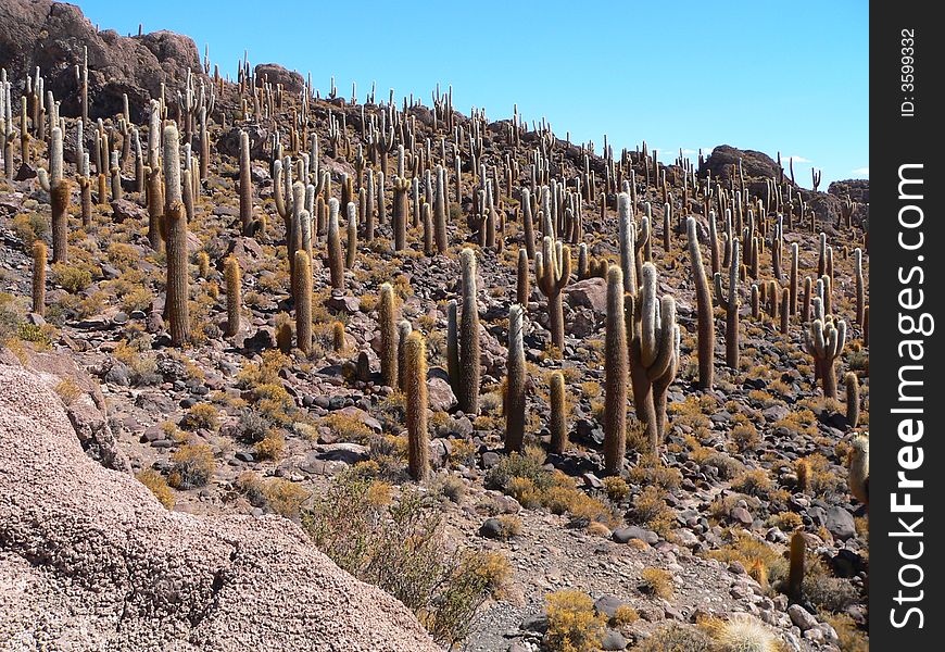 Cactus field in Salar de Uyuni, Bolivia. Cactus field in Salar de Uyuni, Bolivia