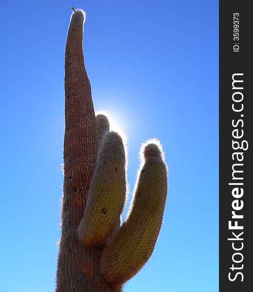 Backlit cactus in Salar de Uyuni, Bolivia. Backlit cactus in Salar de Uyuni, Bolivia