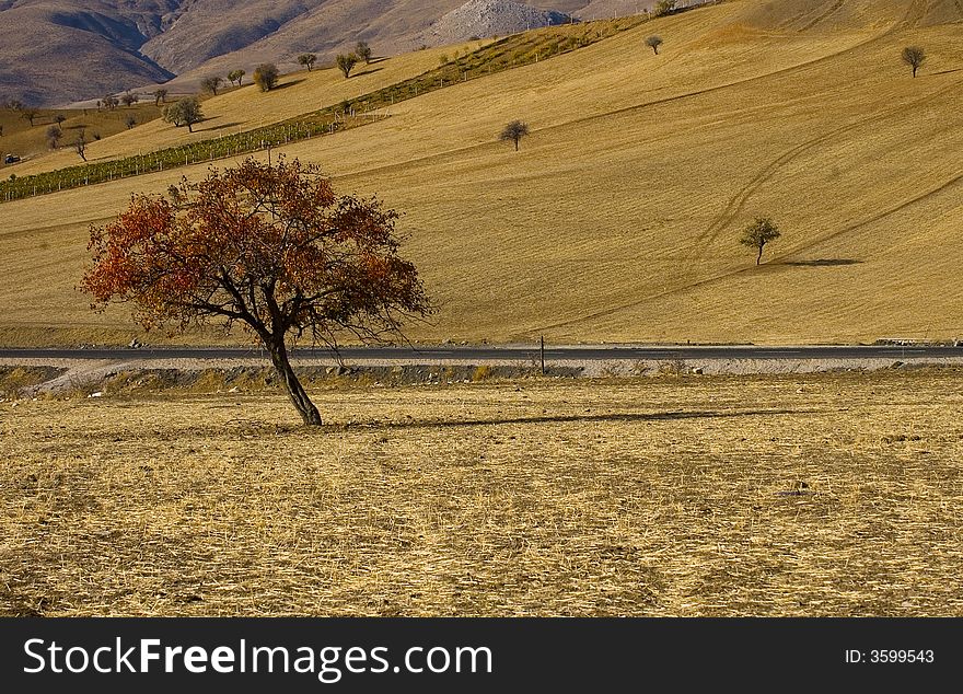 Tree in the field at autumn in central Turkey