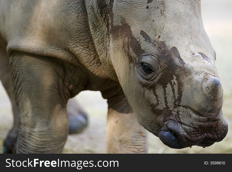 An African White Rhinoceros calf