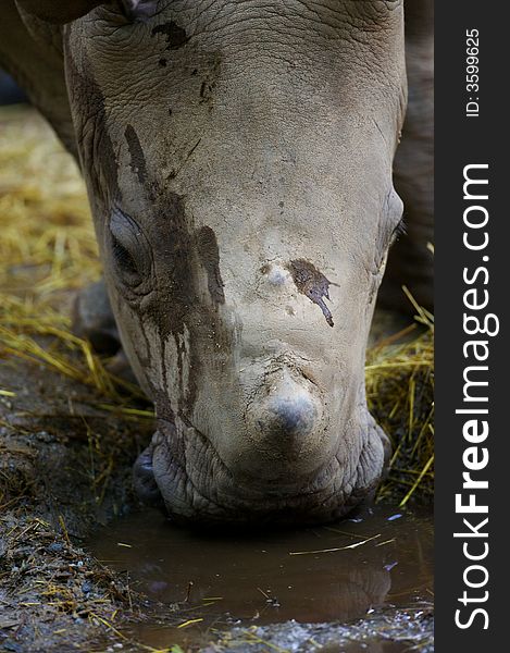 An African White Rhinoceros calf drinking at a waterhole