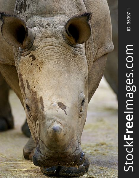 An African White Rhinoceros calf