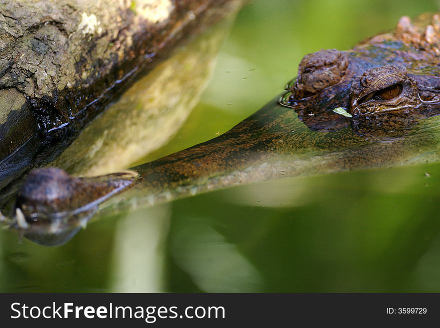 A Australian Fresh Water Crocodile