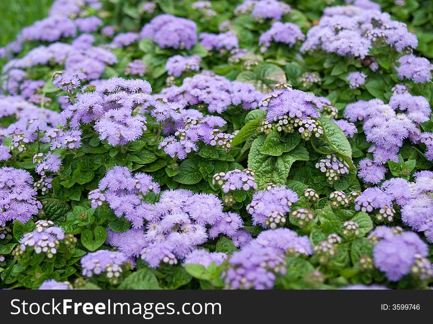 Violet flowers (Kremlin, Moscow, Russia)