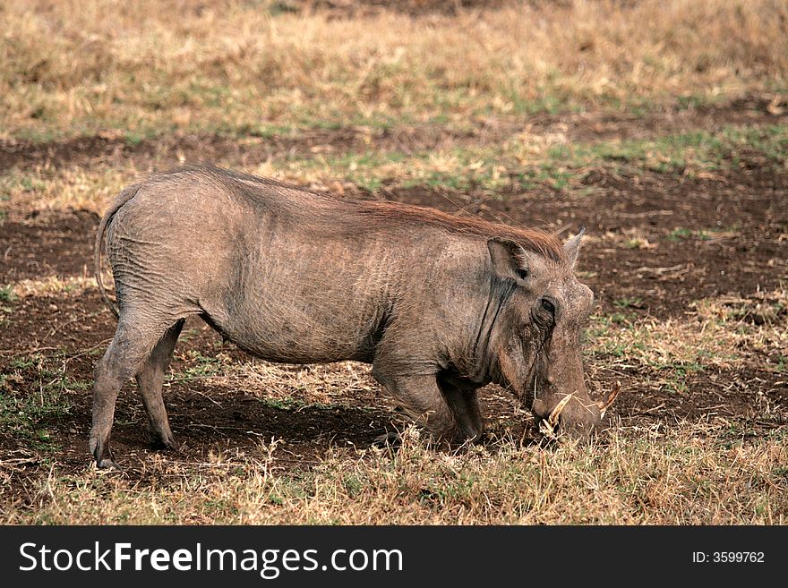 Pig eat grass at Ngorongor Crater in Tanzania (Africa). Pig eat grass at Ngorongor Crater in Tanzania (Africa).