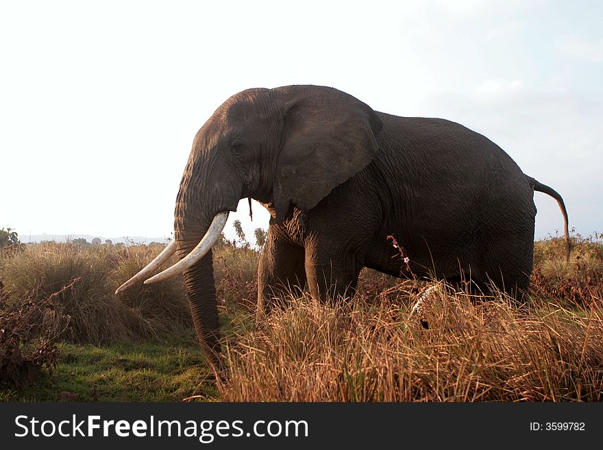 Urinate elephant (male) in grass. Nacional Park Ngorongoro, Tanzania. Urinate elephant (male) in grass. Nacional Park Ngorongoro, Tanzania.