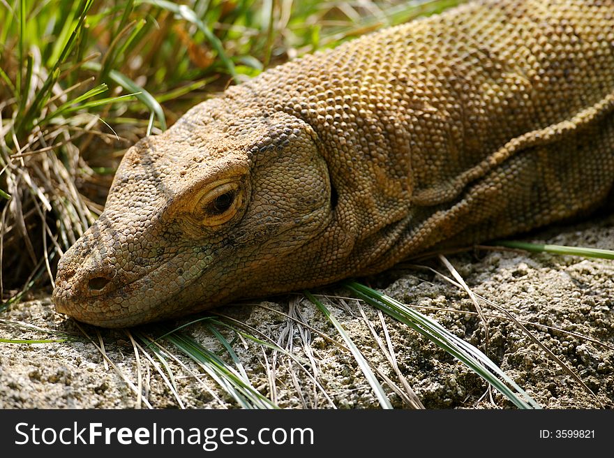 A close up of a Komodo Dragon Lizard. A close up of a Komodo Dragon Lizard