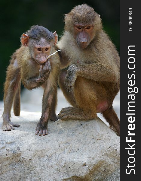 A family of Hamadryas Baboons