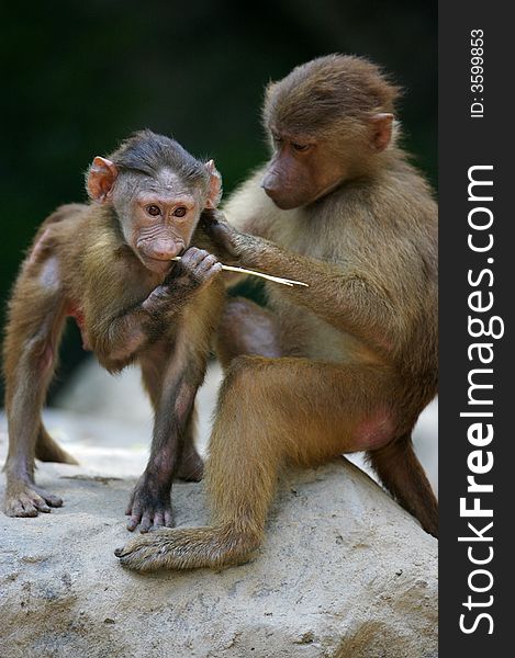 A family of Hamadryas Baboons