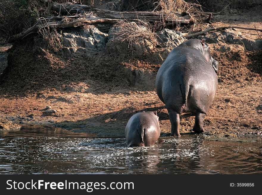 Hippo female with young in Serengeti nacional park, go out of wather.