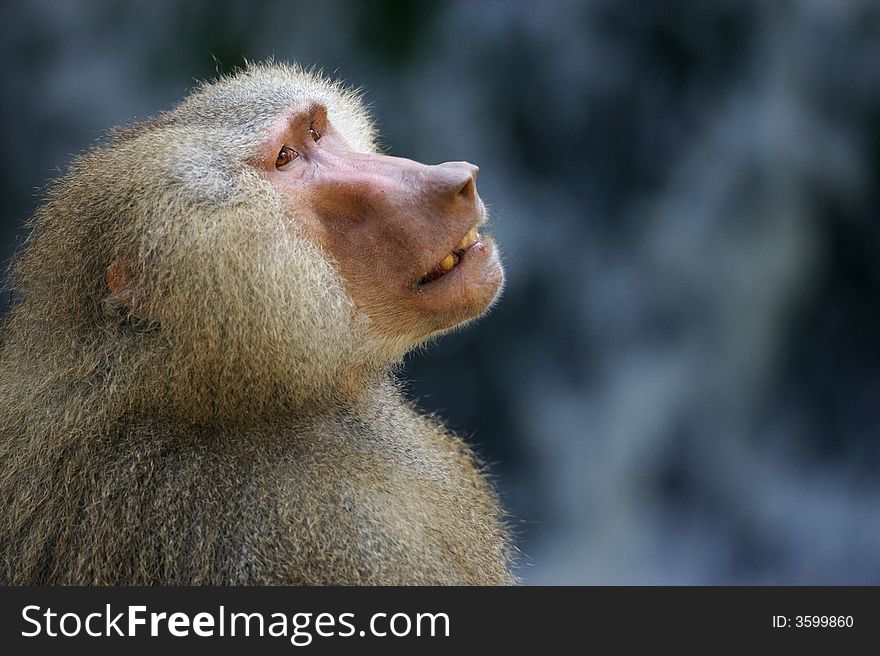 A family of Hamadryas Baboons