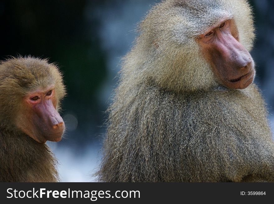 A family of Hamadryas Baboons