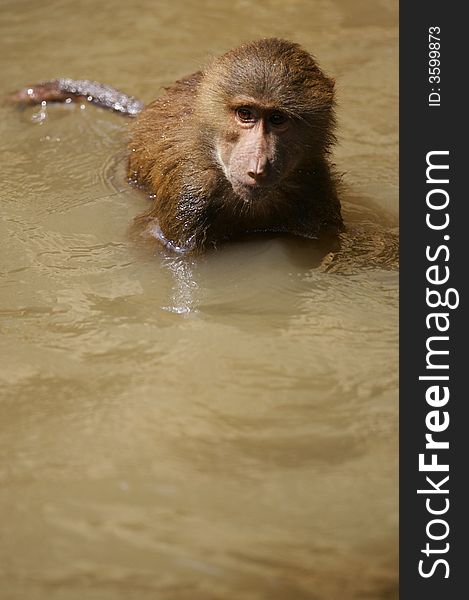 A family of Hamadryas Baboons