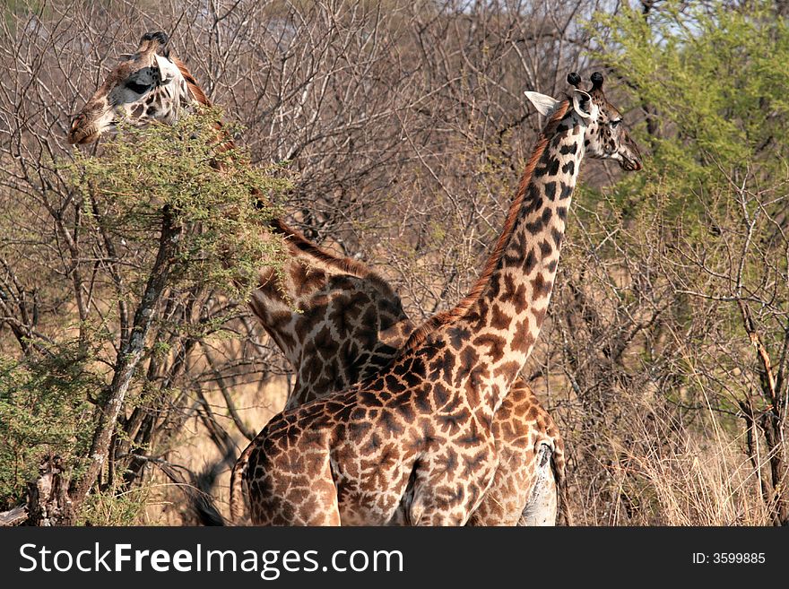 Two giraffe, on background trees. Photo from national park Serengeti.