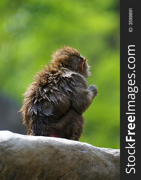 A family of Hamadryas Baboons