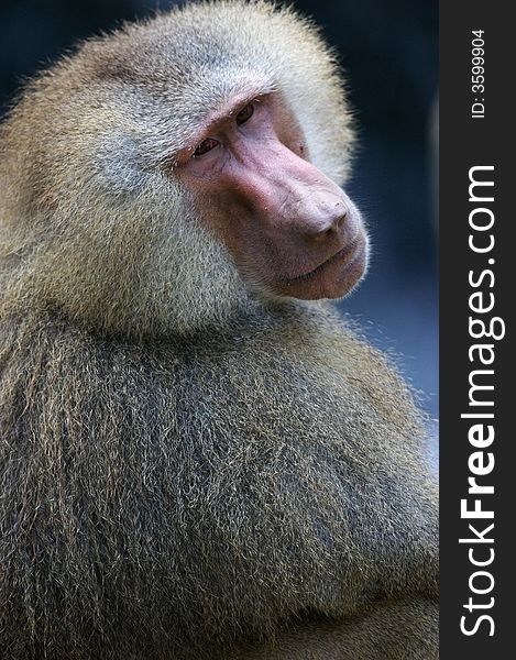 A family of Hamadryas Baboons