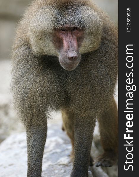 A family of Hamadryas Baboons