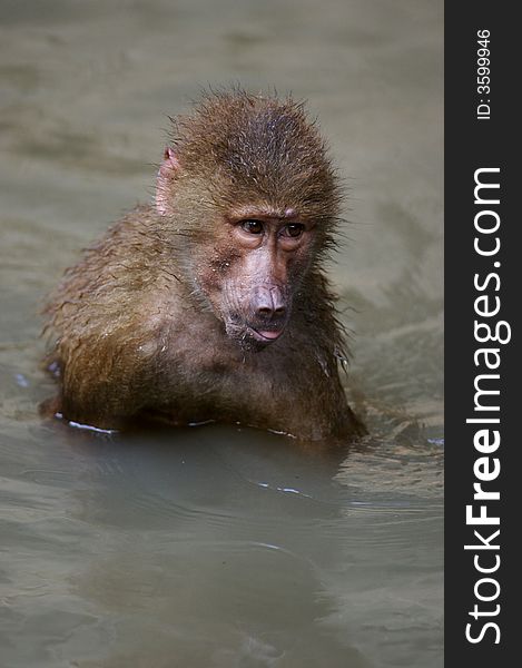 A family of Hamadryas Baboons