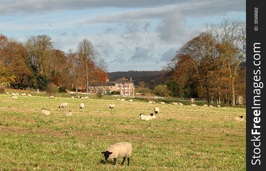 Autumn over an English Country Manor with sheep grazing fields in the foreground and Autumn Trees to the side. Autumn over an English Country Manor with sheep grazing fields in the foreground and Autumn Trees to the side