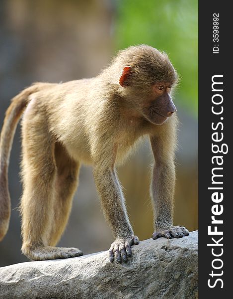 A family of Hamadryas Baboons