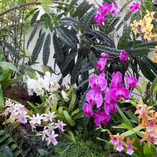 Colorful Orchids In Garden Stock Photography Colorful Orchids In Garden Stock Photography