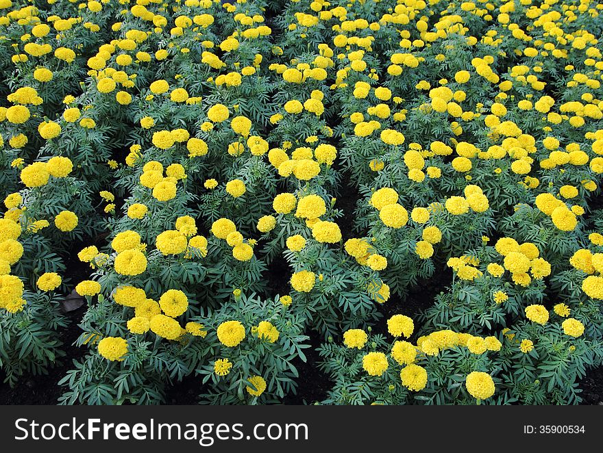 Marigold flower field in the garden