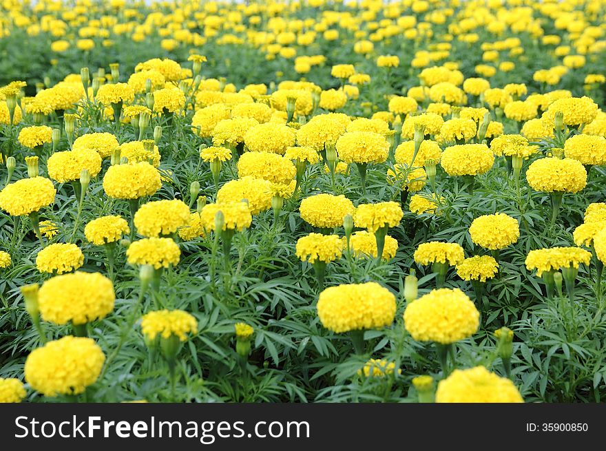 Marigold flower field in the garden