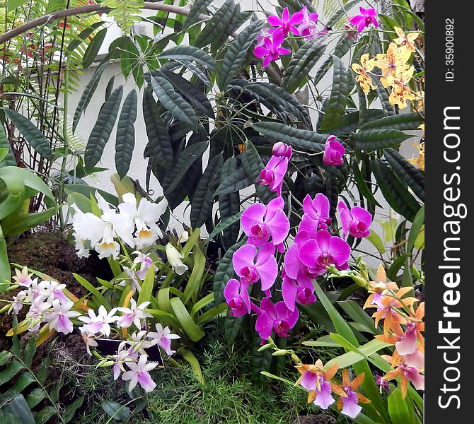 Colorful orchids in bloom in a winter garden setup. Colorful orchids in bloom in a winter garden setup