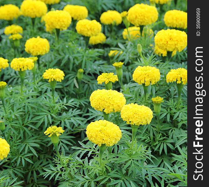 Marigold flower in the garden