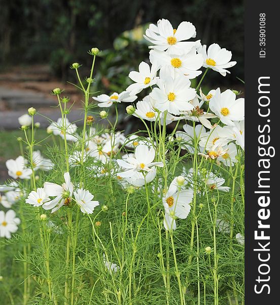 Cosmos flowers in the garden