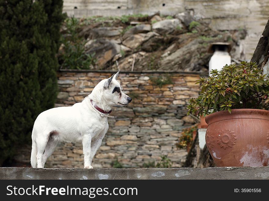 A small white dog in an alley looking at a flower pot