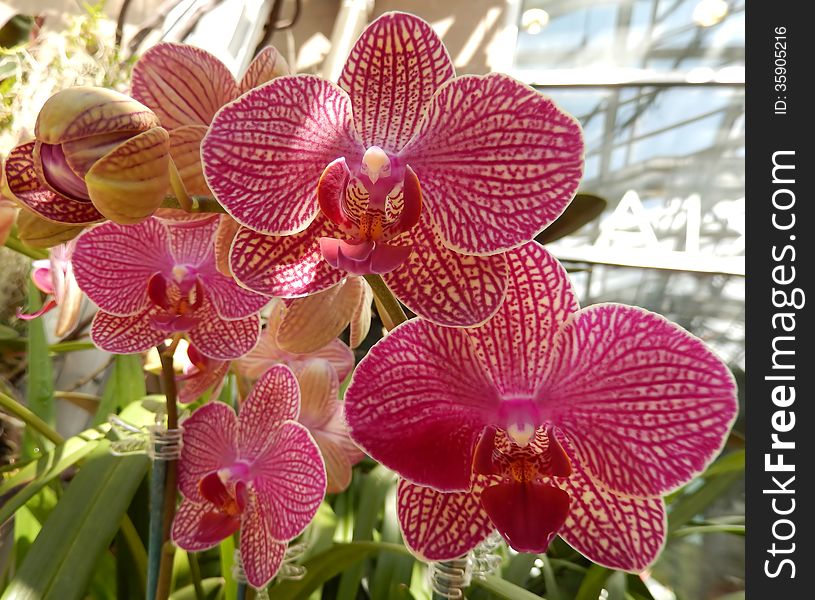 Closeup on radiant pink orchids in bloom against a garden background