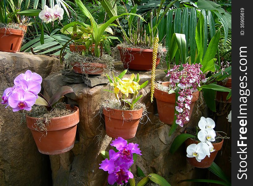 Colorful orchids in flower pots in bloom against a garden background