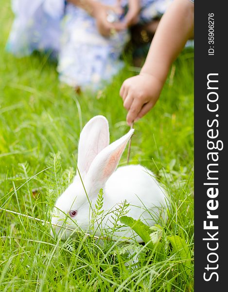 Little hand of a child touching white rabbit. Little hand of a child touching white rabbit