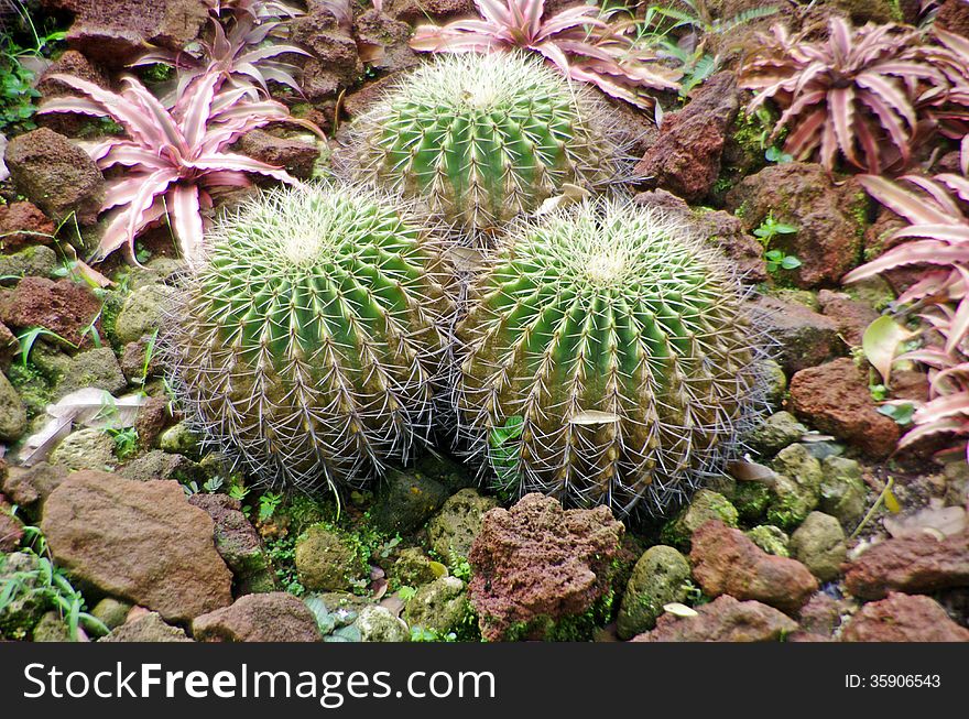 Triple cactus