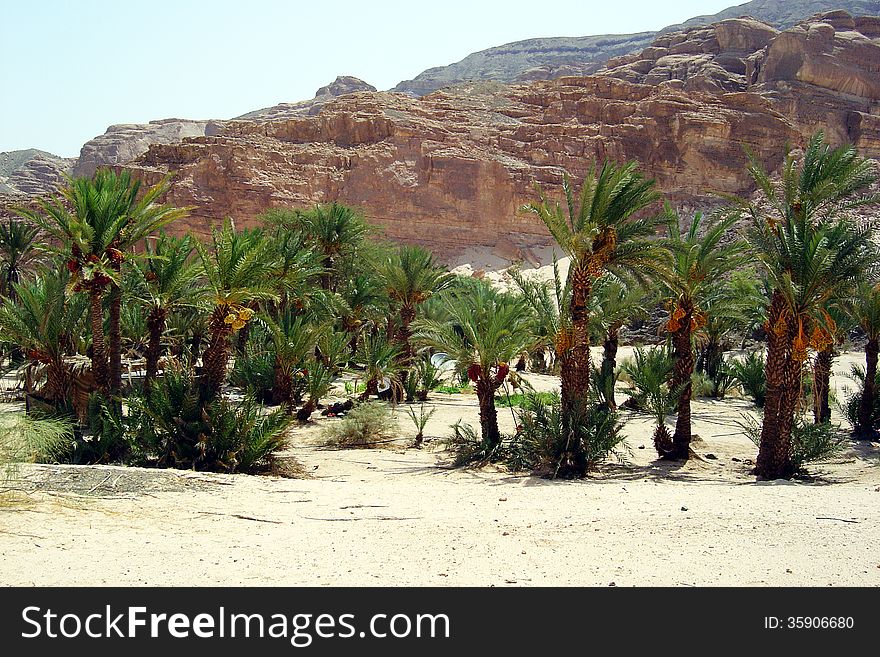 A oasis in desert of sinai in egypt. A oasis in desert of sinai in egypt