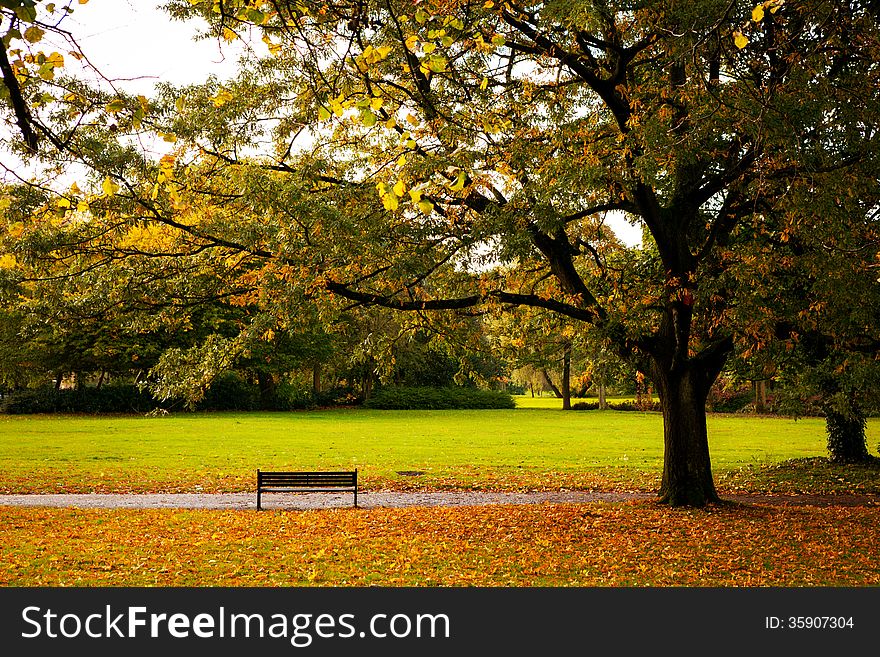 Empty bench under a tree in a park