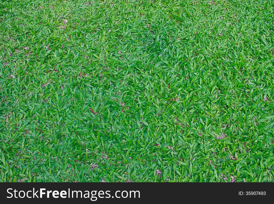 Green grass field background texture in garden