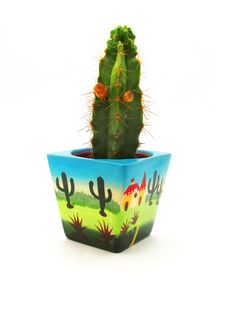 Cactus With Orange Flowers Stock Images