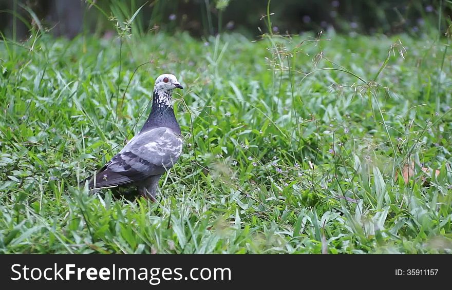 Wild pigeon in the garden