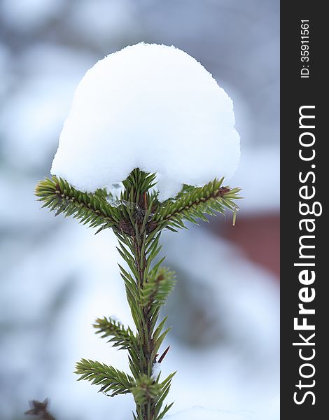 Winter concept. Snow cap on small green fir tree. Winter concept. Snow cap on small green fir tree