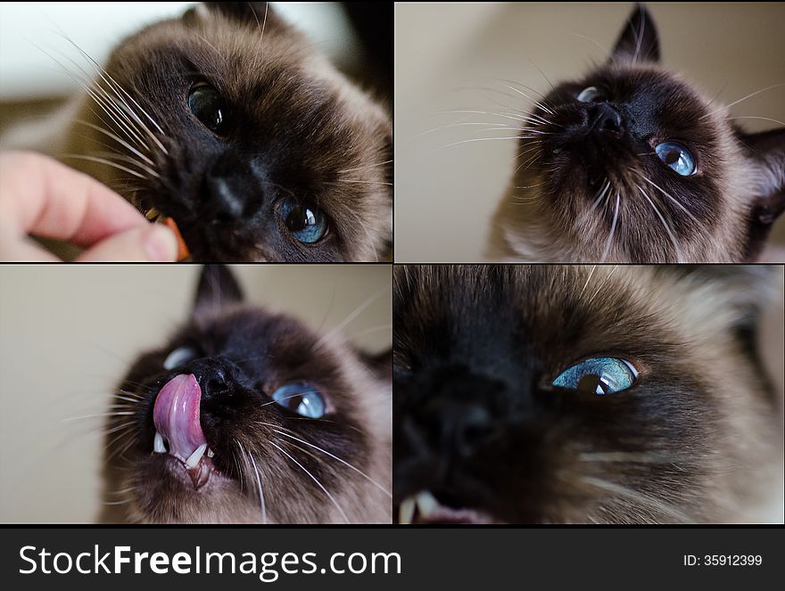 Collage of hungry kitten- eating, looking licking. Collage of hungry kitten- eating, looking licking