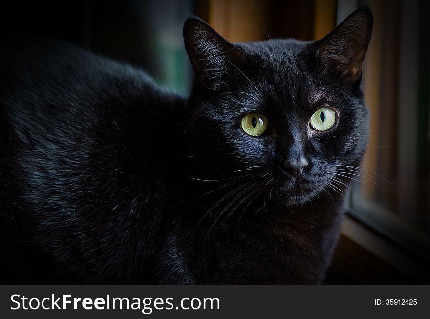 Sad looking black cat with yellow eyes. Sad looking black cat with yellow eyes